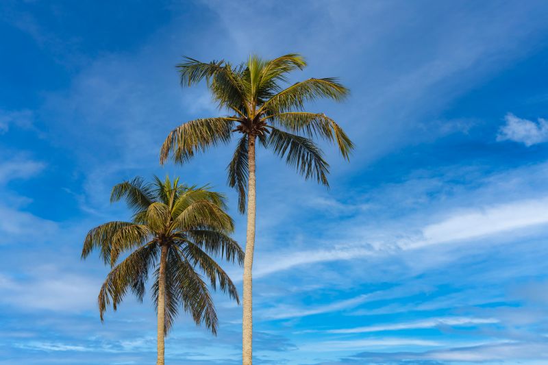 Tropical Plant Varieties