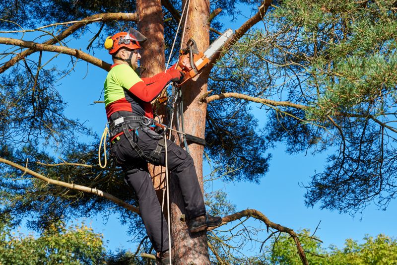 Tree Cabling Service
